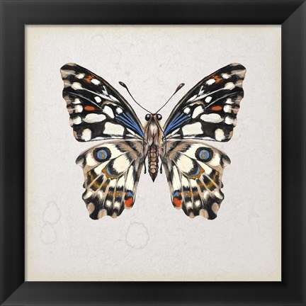 Framed Butterfly Study II Print