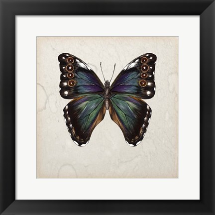 Framed Butterfly Study III Print