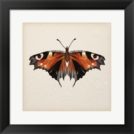 Framed Butterfly Study V Print