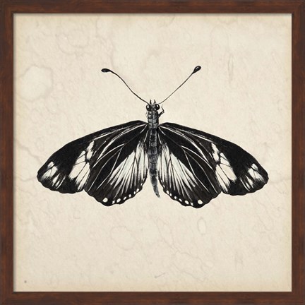 Framed Butterfly Study VI Print