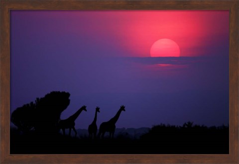 Framed Sunrise In Uganda Print