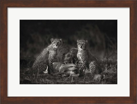 Framed Cheetah Cubs Print