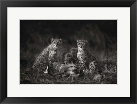 Framed Cheetah Cubs Print