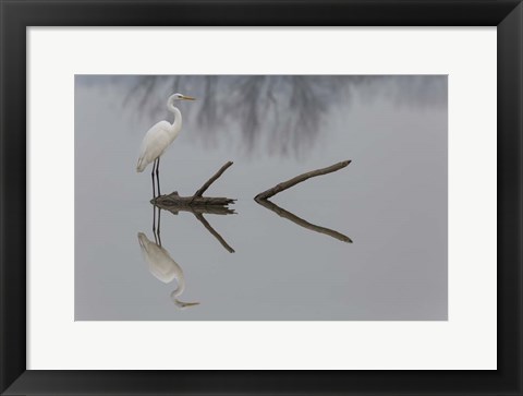 Framed Reflections Print