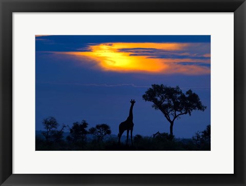 Framed Giraffe At Sunset Print