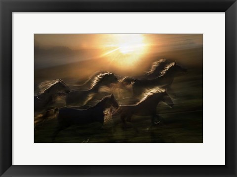 Framed Morning  Gallop Print