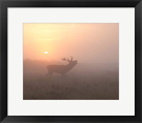 Framed Misty Morning Stag Print