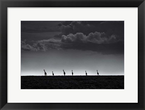 Framed 6 Giraffes Print