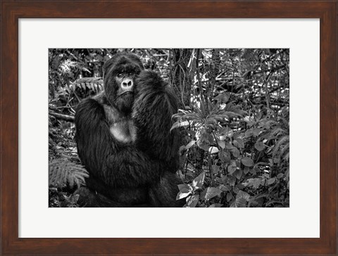 Framed Kwitonda Silverback Print