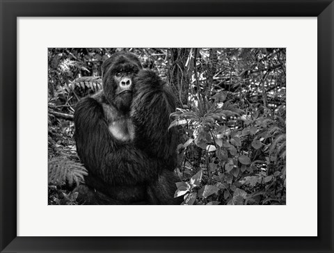 Framed Kwitonda Silverback Print