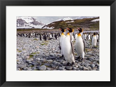 Framed Penguins Of Salisbury Plain Print