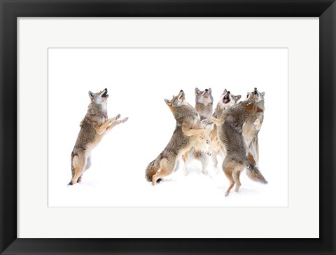 Framed Choir - Coyotes Print