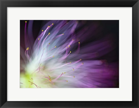 Framed Will-O-The-Wisp Print