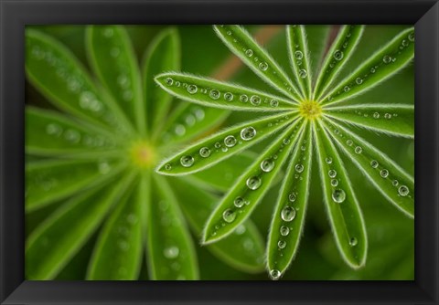 Framed Pearly Lupine Print