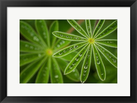 Framed Pearly Lupine Print