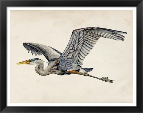 Framed Blue Heron Rendering III Print