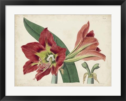 Framed Amaryllis Splendor I Print