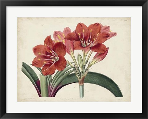 Framed Amaryllis Splendor II Print