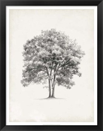 Framed Vintage Arbor Study II Print