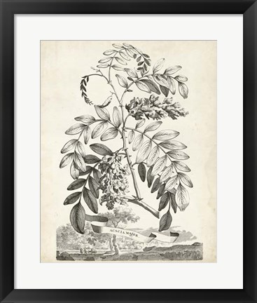 Framed Scenic Botanical I Print