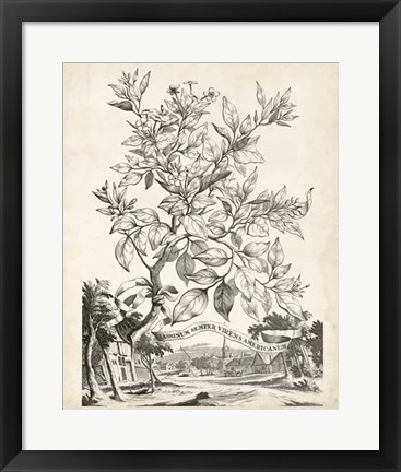 Framed Scenic Botanical II Print