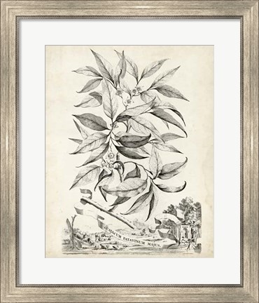 Framed Scenic Botanical IV Print