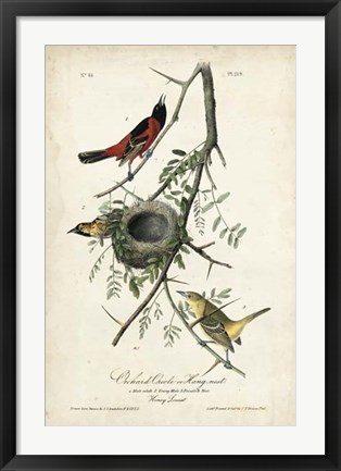 Framed Orchard Orioles Print