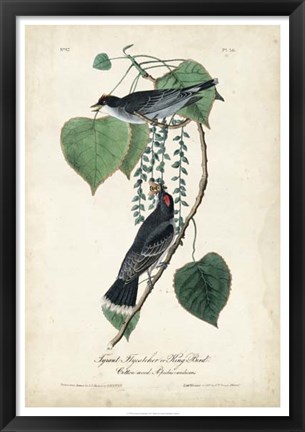 Framed Flycatcher &amp; King Bird Print