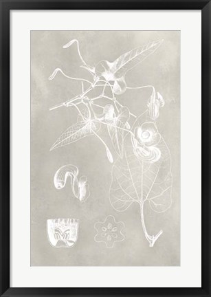 Framed Botanical Schematic I Print