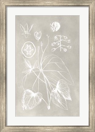 Framed Botanical Schematic II Print