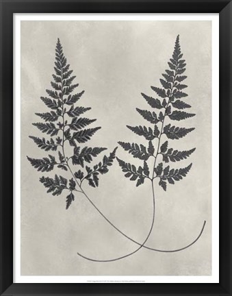 Framed Vintage Fern Study I Print