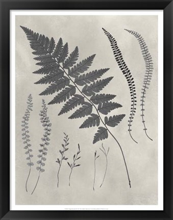 Framed Vintage Fern Study II Print