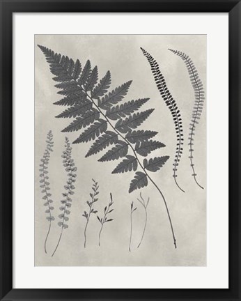 Framed Vintage Fern Study II Print