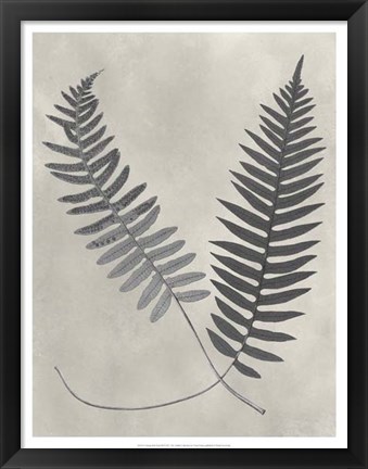 Framed Vintage Fern Study III Print