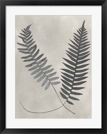 Framed Vintage Fern Study III Print