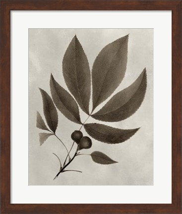 Framed Arbor Specimen V Print