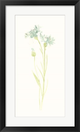 Framed Cornflower Study I Print