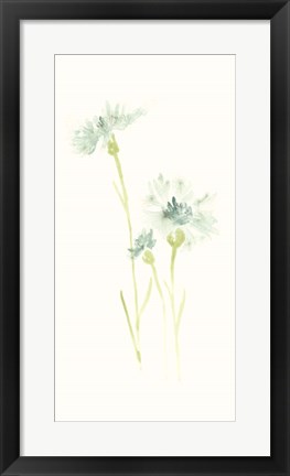 Framed Cornflower Study III Print