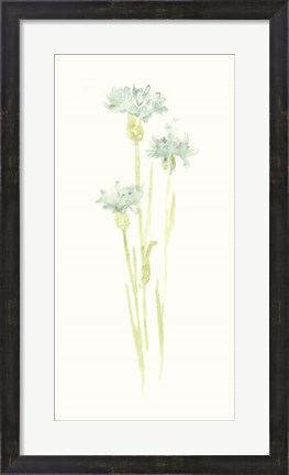 Framed Cornflower Study IV Print
