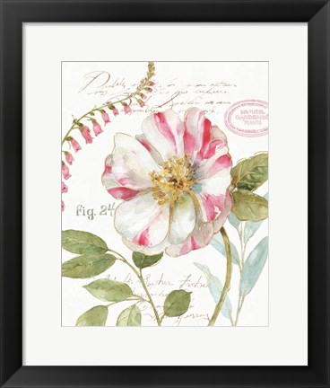 Framed Rainbow Seeds Botanical II Print