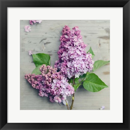 Framed Fresh Lavender Blooms Print