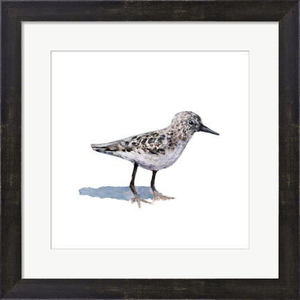 Framed Sandpiper on White I Print