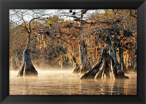 Framed Cypress Creek I Print