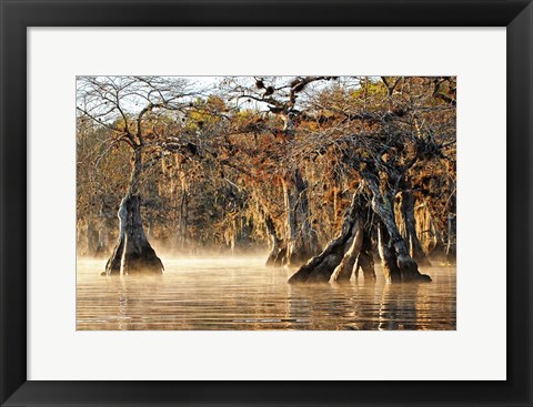 Framed Cypress Creek I Print