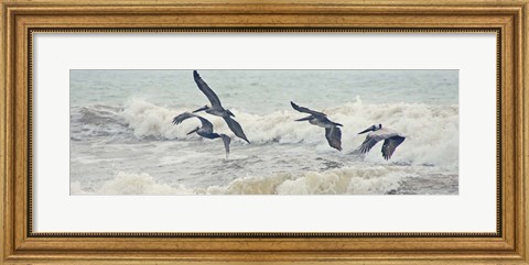 Framed Pelican Panel I Print