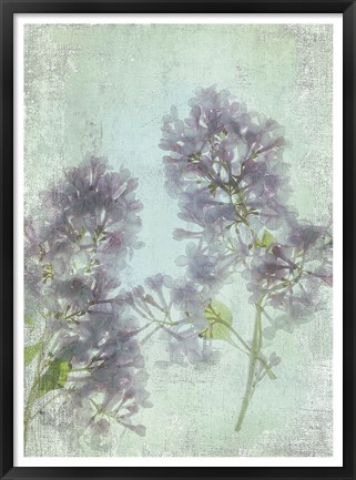 Framed Lilac Print