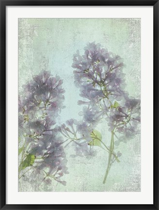 Framed Lilac Print