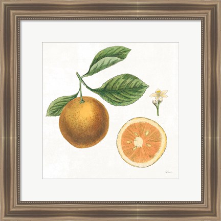 Framed Classic Citrus IV Print