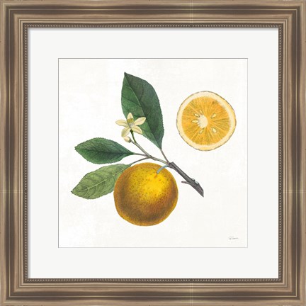 Framed Classic Citrus II Print