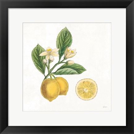 Framed Classic Citrus I Print